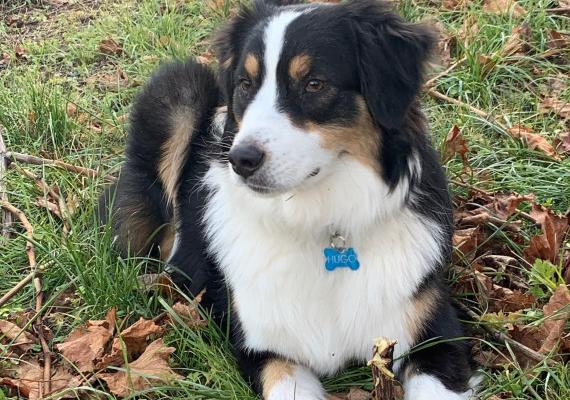 Hugo